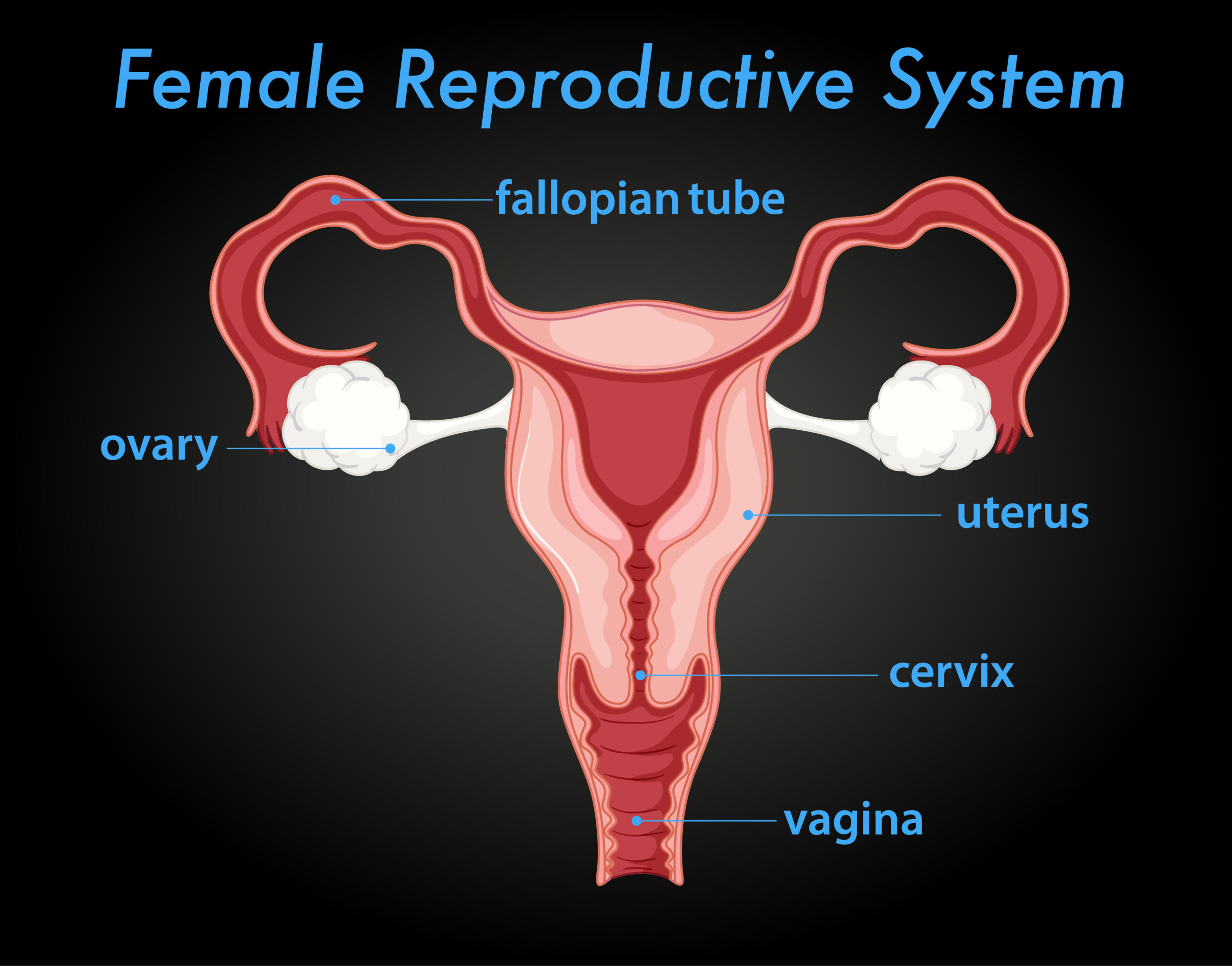 Female reproductive system diagram
