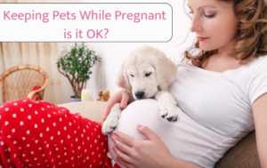 Keeping Pets While Pregnant - is it OK?